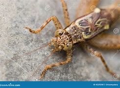 Image result for Small Brown Cricket