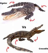 Image result for Difference Between Alligator and Crocodile After While Joke