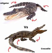 Image result for Difference Between Crocodile and Alligator Drawing