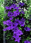 Image result for Purple Clematis Plant