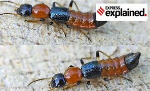 Image result for Sikkim Insects