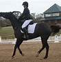 Image result for Dressage Horse Head Perfect