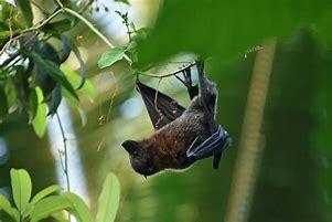 Image result for Fruit Bat Anatomy