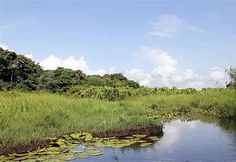 Image result for Nariva Swamp