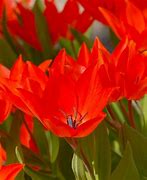 Image result for Tulipa praestans Fusilier