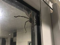 Image result for Huntsman Spider In-House
