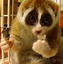 Image result for Little Animal with Big Eyes
