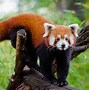 Image result for Red Panda Fox