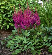 Image result for Astilbe Vision in Red ® (Chinensis-Group)