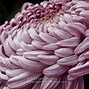 Image result for Incurve Chrysanthemum