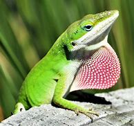 Image result for Types of Anole Lizards