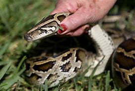 Image result for python everglade hunt florida