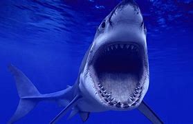 Image result for Awesome Shark Wallpaper