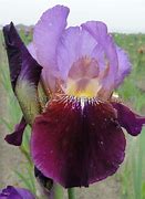 Image result for Iris germanica Wine and Roses