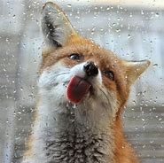 Image result for Funniest Animals