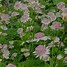 Image result for Astrantia Buckland