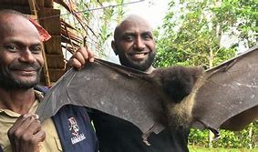 Image result for New Guinea Big-Eared Bat