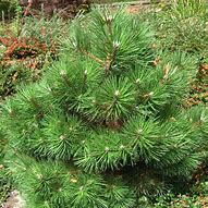 Image result for Pinus nigra Nana