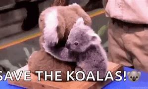 Image result for Koala Hug Meme