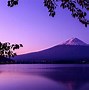 Image result for Mt. Fuji Cherry Blossom