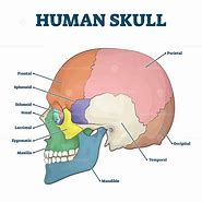 Image result for Different Human Skulls