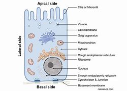 Image result for Epithelial Cell Parts