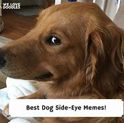 Image result for Glowing Eye Dog Meme