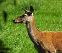 Image result for What Is a Red Hindes Deer
