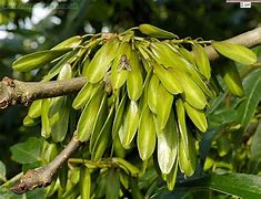 Image result for Fraxinus excelsior Abiona