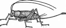 Image result for Cricket Bug