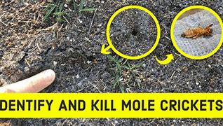 Image result for Mole Cricket Signs