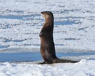 Image result for River Otter Standing