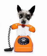Image result for Dog Phone Ong