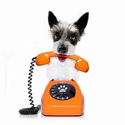 Image result for Two Dogs Answering Phone