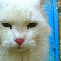Image result for White Crying Sad Cat Meme