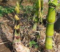 Image result for Fast Growing Bamboo