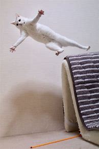 Image result for Cat Jumping PFP
