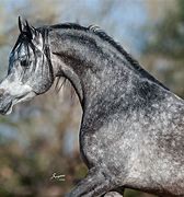 Image result for Bay Arabian Horse