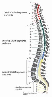 Image result for C4 C5 Spinal Cord Injury