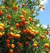 Image result for Fruit Growing