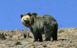Image result for 棕熊