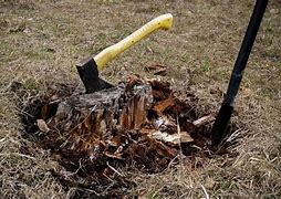 Image result for Kill Off Tree Stump
