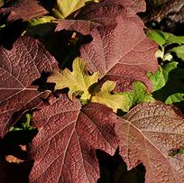 Image result for Hydrangea quercifolia Burgundy