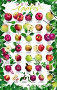 Image result for Apple Fruit Poster