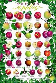 Image result for Apple Varieties Poster