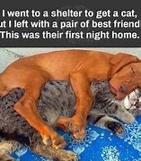 Image result for Rescue Pets Meme