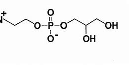 Image result for phosphorylcholine