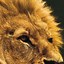 Image result for Colorful Lion iPhone Wallpaper