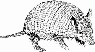 Image result for Holiday Armadillo Outline