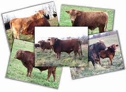 Image result for Afrikaner Cattle